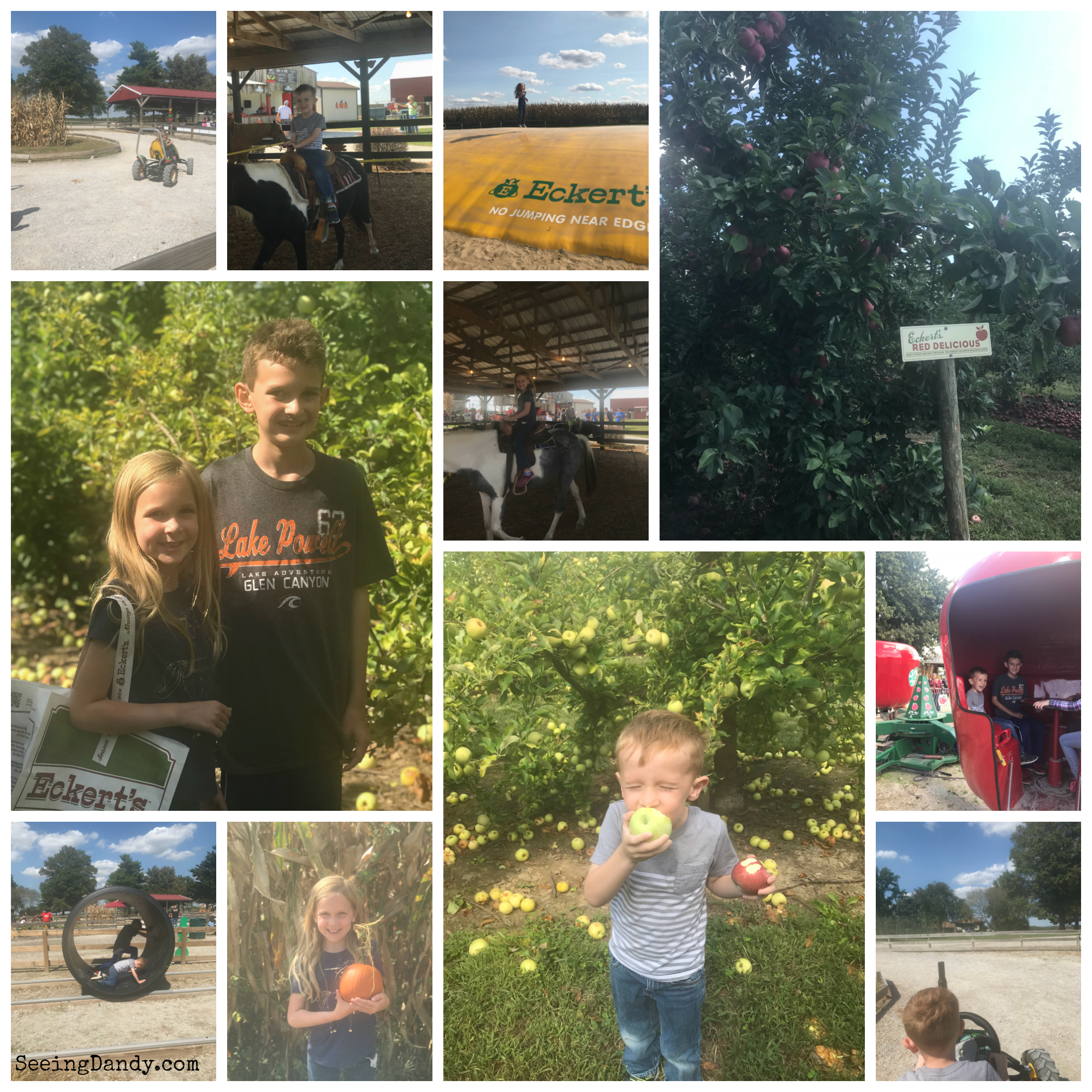 Family fun at Eckerts and picking apples to make foil baked apples.