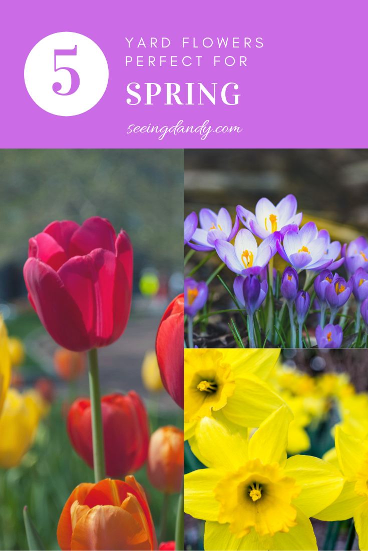 Gorgeous spring yard flowers that are easy to grow.