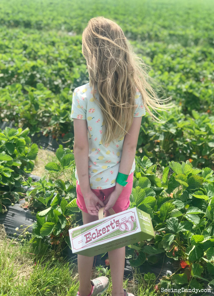 Girl picking strawberries at Eckert's.