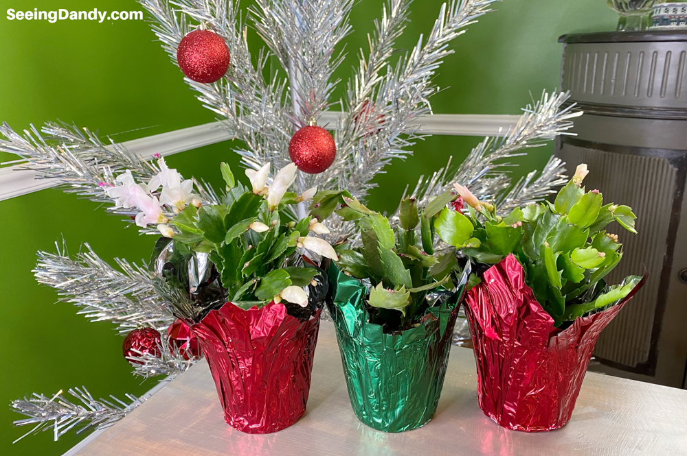 christmas cacti, trader joes plants, vintage christmas tree, farmhouse style dining room, gift idea, holiday decorations