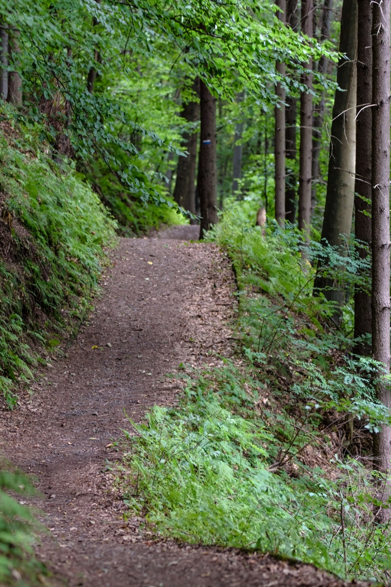 green hiking trail