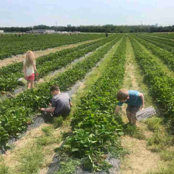 Strawberry field at Eckert's Farms in Belleville, Illinois.