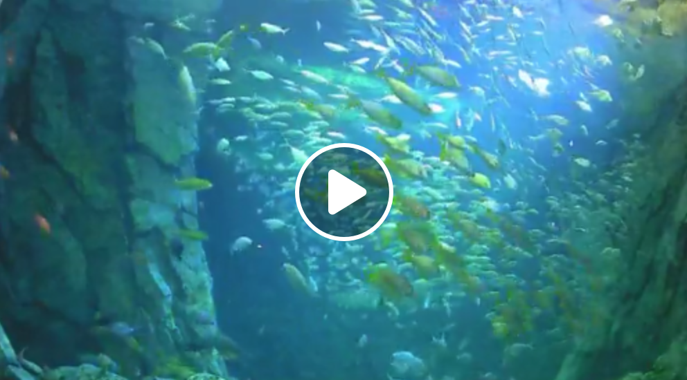 Union Station aquarium virtual fish
