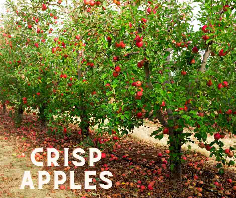 crisp red apple orchard apples